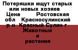 Потеряшки ищут старых или новых хозяев  › Цена ­ 10 - Ростовская обл., Красносулинский р-н, Красный Сулин г. Животные и растения » Кошки   